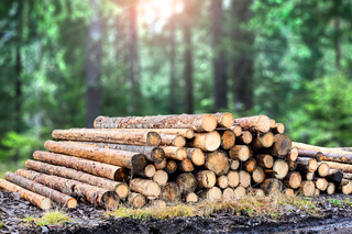 adobe wood forest